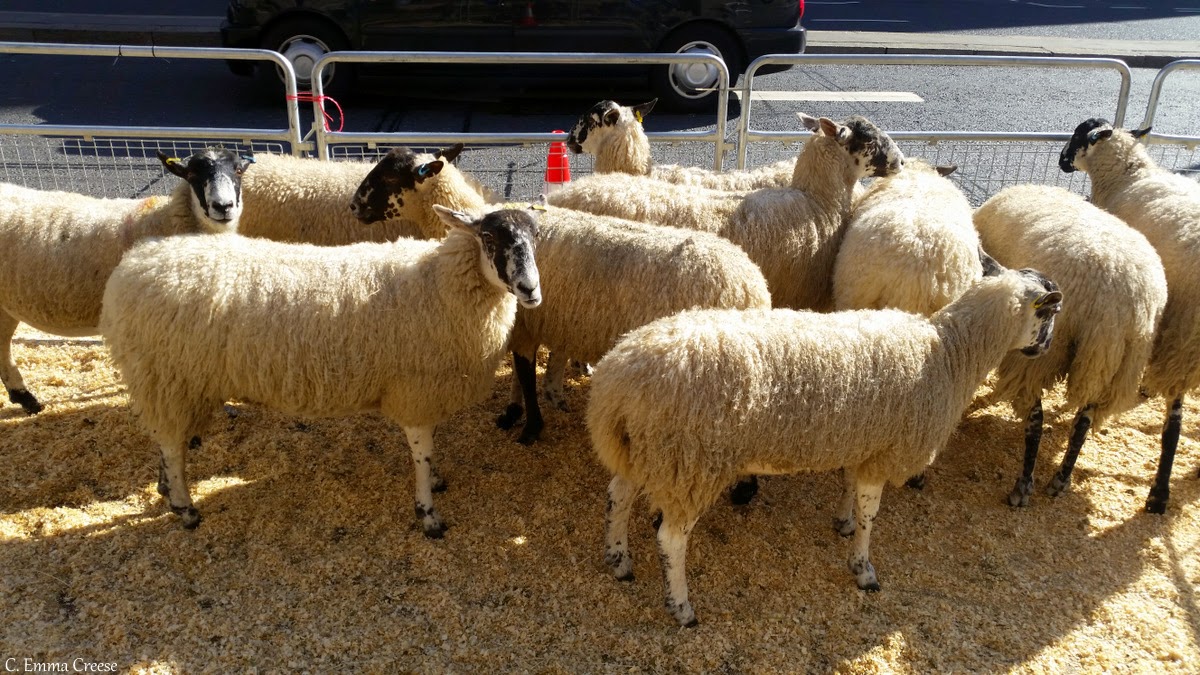 Herding Sheep Across London Bridge Adventures of a London Kiwi