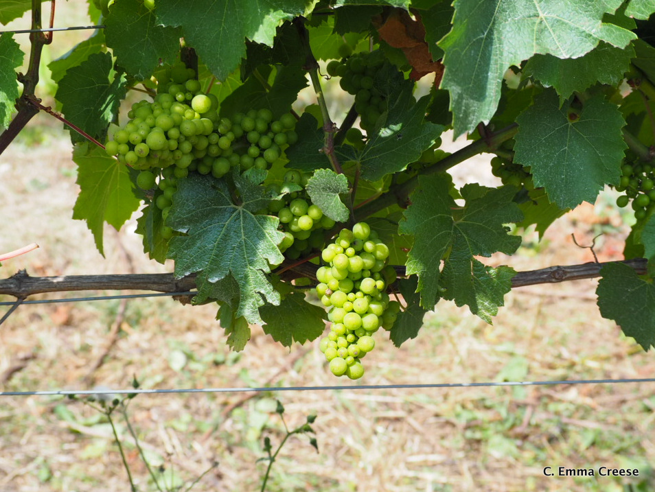 English Sparkling Wine Tinwood Estate