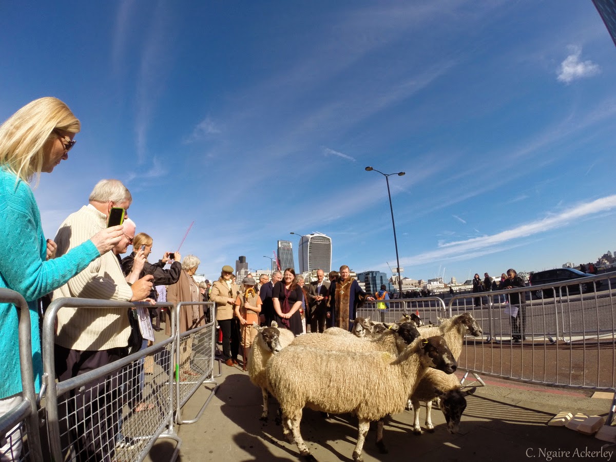Herding Sheep Across London Bridge Adventures of a London Kiwi