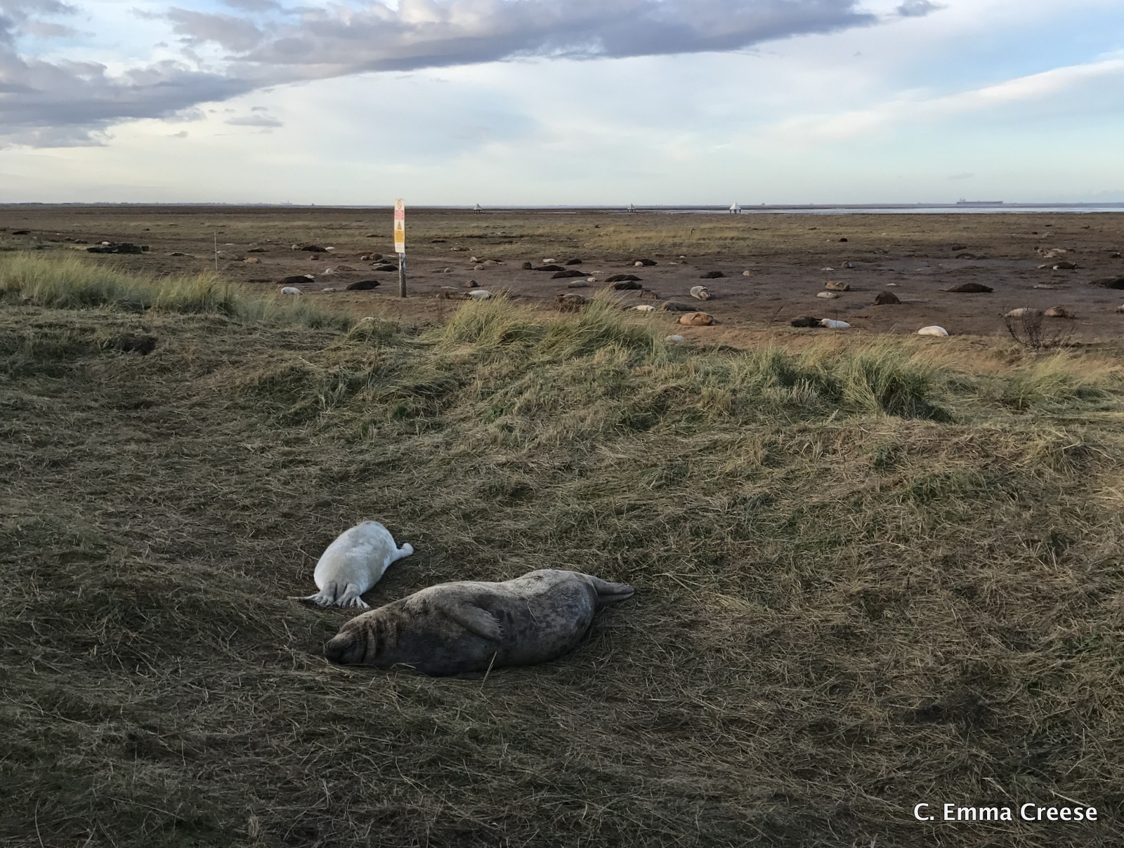 Seal Colony Donna Nook Grimsby Lincolnshire Adventures of a London Kiwi
