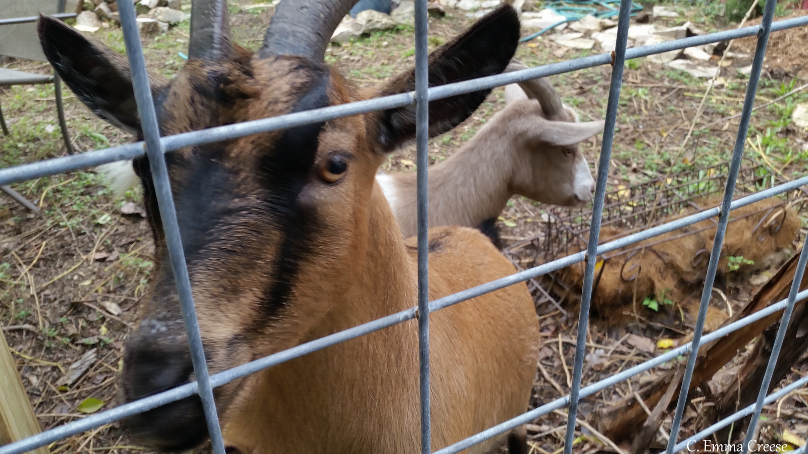 9 of our favourite things to do in Austin Texas Adventures of a London Kiwi