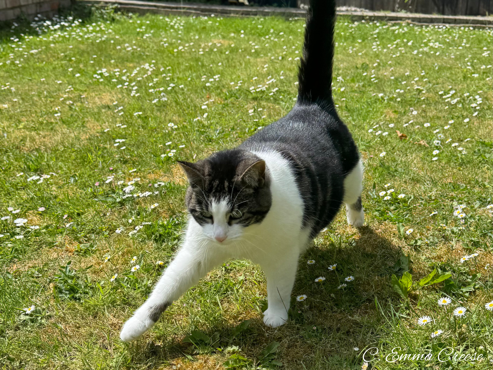 Adventures of a London Kiwi Cats of London