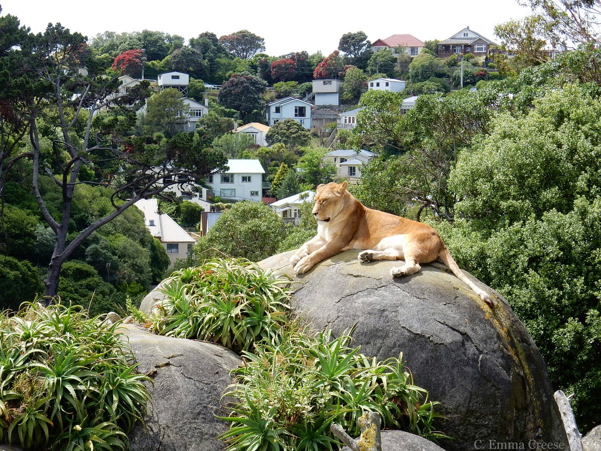 Things to do in Wellington New Zealand